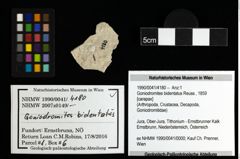 Foto (Objekt + Etiketten) von Goniodromites bidentatus (Reuss, 1859) 